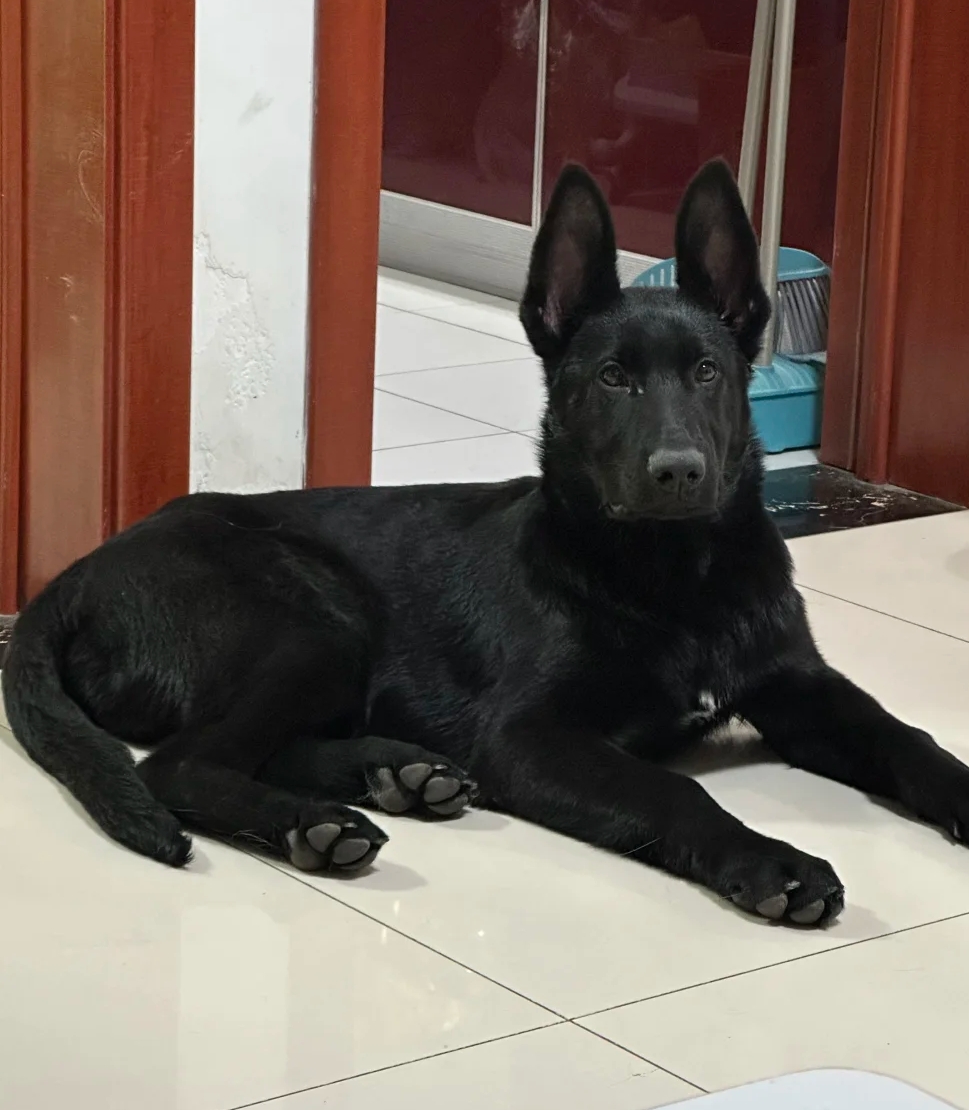 德国牧羊犬